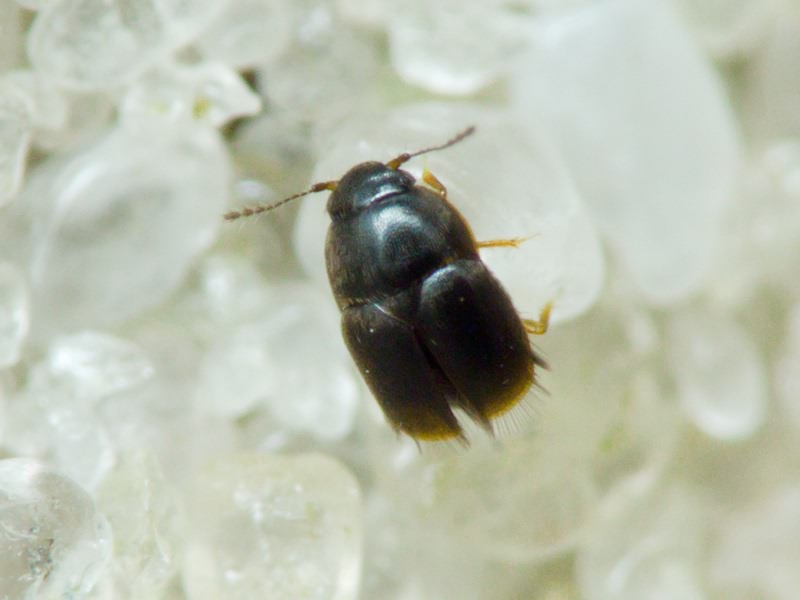 Acrotrichis Motschulsky, 1848